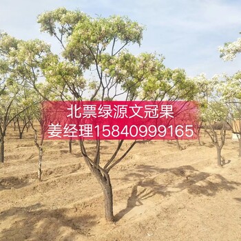 文冠果苗圃大型文冠果种植基地文冠果树苗价格文冠果种子