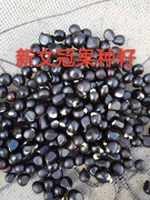 绿源文冠果专业合作社常年大量批发文冠果种子文冠果种子出芽率高图片