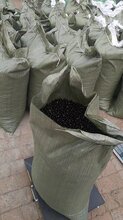 供应文冠果种子冬藏文冠果种子颗粒饱满出芽率高文冠果种子批发价图片