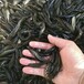  Zhijiang Huize Black Fish Breeding Site