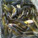 高密度出高产量优质鱼苗才能出高质量的成品鱼