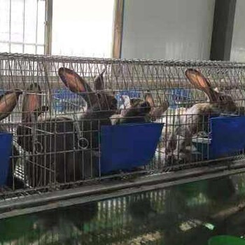 山东哪里卖种兔比利时兔杂交野兔