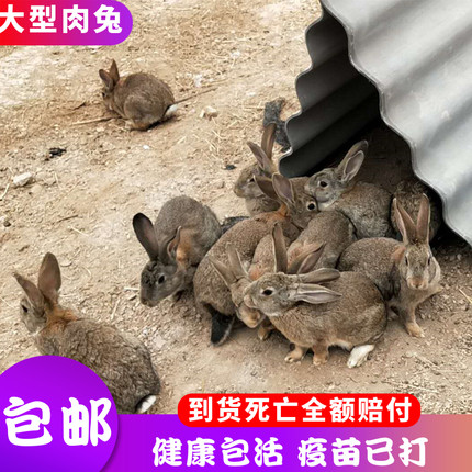 兔子养殖大型种兔兔苗活体比利时杂交野兔种兔养殖公羊兔新西兰兔伊拉兔