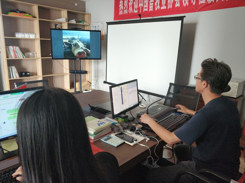 牛羊催肥有訣竅育肥羊飼料添加劑