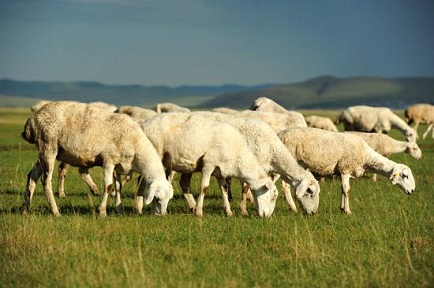 育肥羊饲料配方-不同阶段的羊饲料