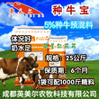 繁殖母牛的饲养管理-牛饲料价格,母牛饲料