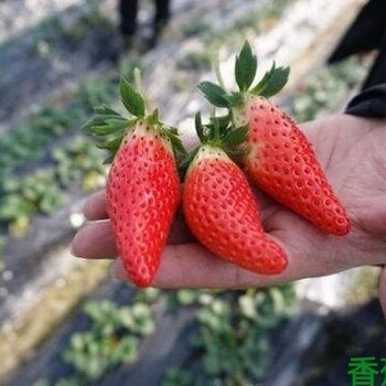 草莓苗廠家草莓苗基地金農農業科技有限公司草莓苗香蕉草莓
