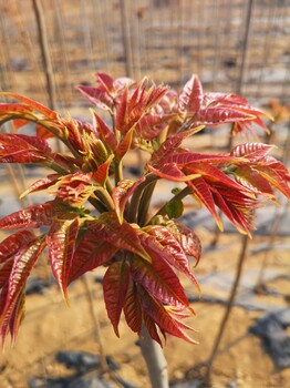 温室香椿苗温室大棚香椿种植技术香椿一亩地栽多少棵