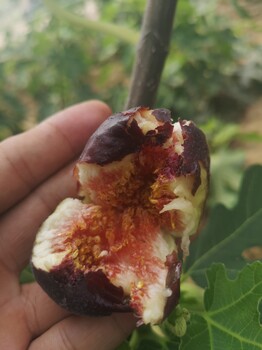 金農(nóng)無(wú)花果苗金黃色無(wú)花果波姬紅無(wú)花果苗市場(chǎng)前景廣闊