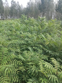 泰安金农农业科技有限公司香椿苗密植香椿苗收益高香椿小苗价格