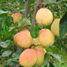 梨树苗优质脆甜梨树新品种玉露香梨黄金梨红梨