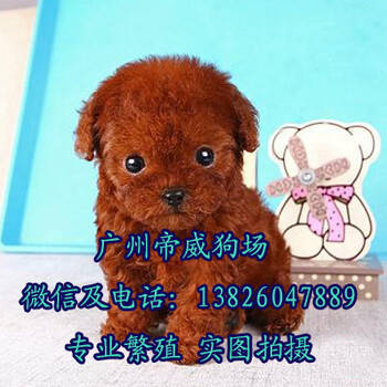广州周边有没有犬舍广州哪里买泰迪熊好泰迪熊多少钱一只