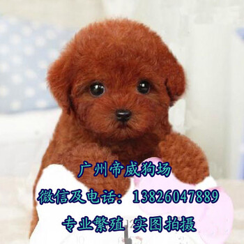 广州哪一个地方有卖狗的广州番禺哪里买泰迪熊好茶杯泰迪价格
