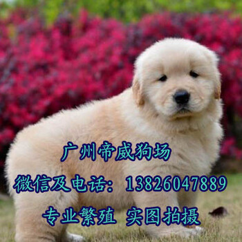广州番禺大石哪里有卖狗番禺哪里有卖金毛犬
