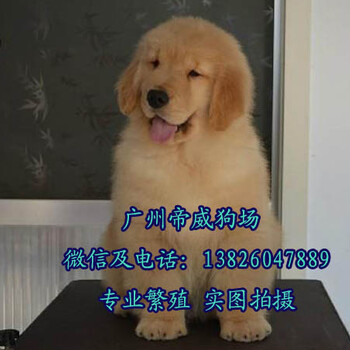 广州番禺狗场，番禺大石哪里有卖狗，番禺区金毛犬价格多少