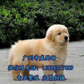 肇庆市有没有狗场肇庆哪里买金毛犬金毛犬多少钱一只