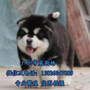 广州黄埔哪里有狗卖黄埔区哪里有卖阿拉斯加犬