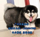 深圳买卖宠物市场，深圳哪里有卖阿拉斯加犬