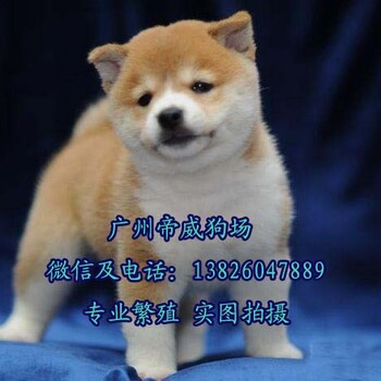 广州柴犬多少钱，增城哪里有卖柴犬，柴犬价格多少