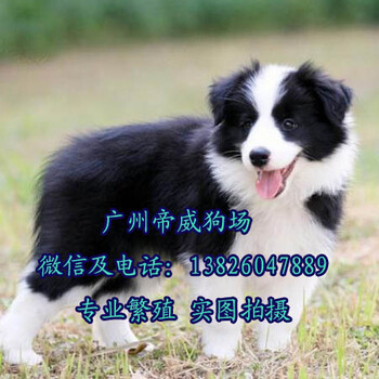 深圳买狗网深圳哪里有宠物市场深圳的犬舍