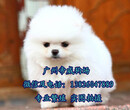 芳村宠物店，广州荔湾区哪里有狗场，广州买博美犬哪里好图片
