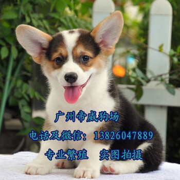 广州荔湾区哪个地方有狗场荔湾区哪里买柯基犬好