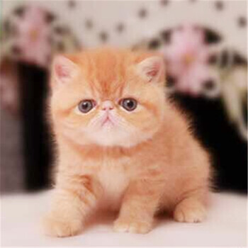 加菲猫多少钱一只广州哪里有卖加菲猫的加菲猫好不好养