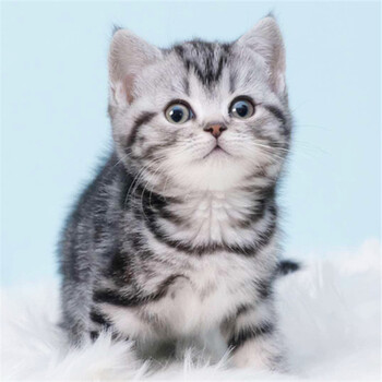 广州边度有猫舍广州哪里有卖小猫美国短毛猫多少钱一只