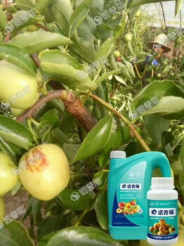 想讓蘋(píng)果樹(shù)提質(zhì)增產(chǎn)、膨大亮色就用諾普琳有機(jī)肥