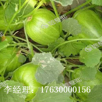羊角蜜膨大什么時候用肥諾普琳告訴你