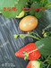 草莓提高授粉坐果率果率如何喷施叶面肥诺普琳告诉你