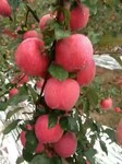 浆水苹果红富士苹果产地直销批发零售欢迎采摘支持全国物流配送