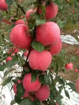 浆水苹果红富士苹果产地批发零售欢迎采摘支持全国物流配送