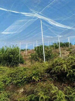 厂家批发全新料抗拉防虫网加密带果树防虫网质量好