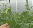 豆虫网厂家供应豆虫养殖纱网可定制大宽幅网片