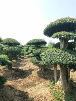 湖北對(duì)節(jié)白蠟-3米造型白蠟樹20公分價(jià)格