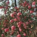 陜西洛川蘋果最新價格白水富士蘋果批發代辦禮泉富士最低價格