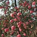 陕西富士苹果最新价位洛川富士苹果口感白水富士苹果代办处