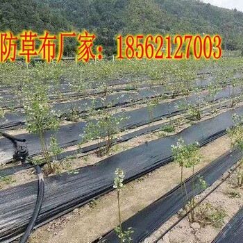 铁门关pp编织防草布花卉地布果园除草布黑色盖草布厂家