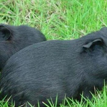 華豚生態農業黑豚養殖的發展前景