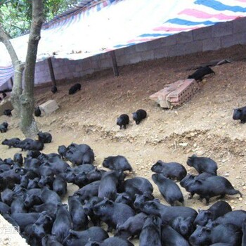華豚生態農業黑豚養殖合作的保障