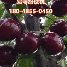 求购车厘子树苗.成活率高图片
