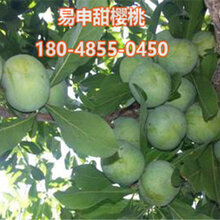 蜂糖李苗价格蜂糖李苗批发图片