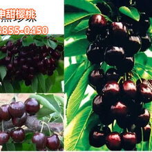 车厘子优良新品种黑珍珠”图片