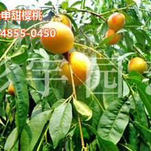 桃子苗黄金蜜4号-基地直销图片