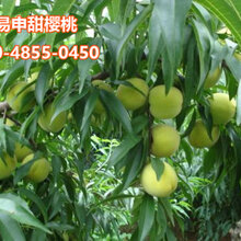 清脆李子苗李子苗价格图片