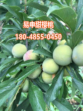青脆李苗,青脆李苗批发基地图片