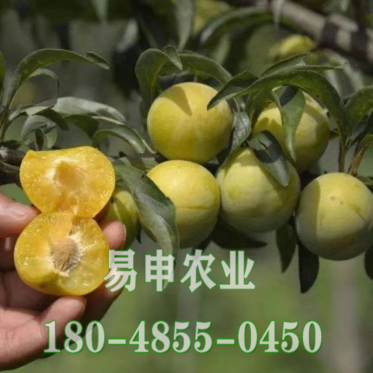 蜂糖李苗价格、迪庆蜂糖李苗批发价格