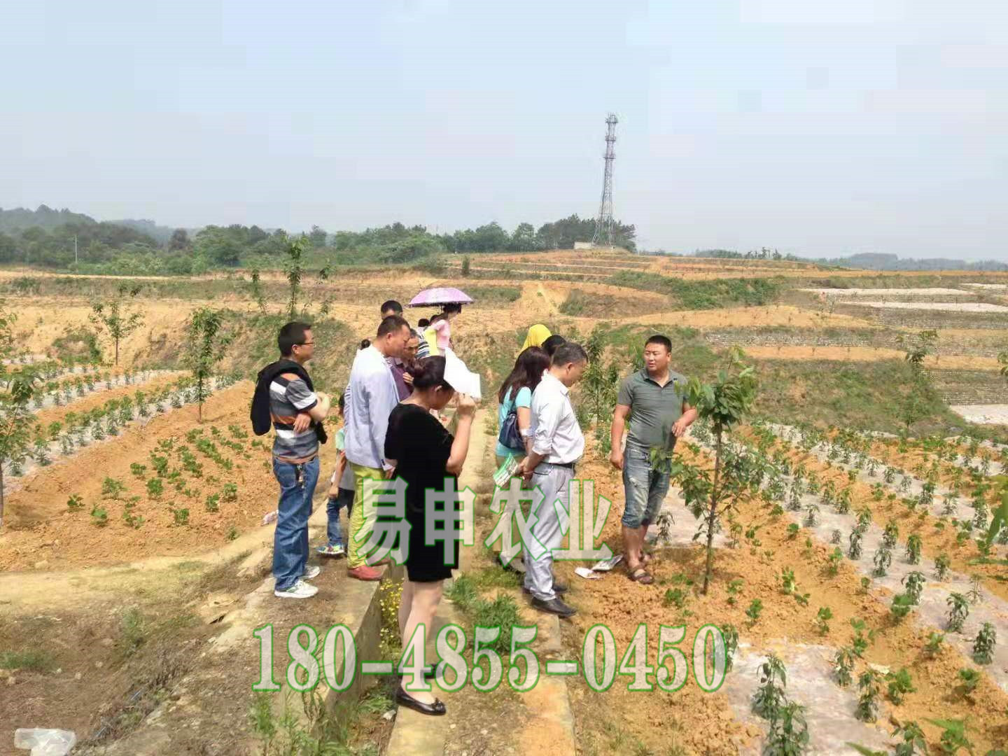 蜂糖李苗价格、迪庆蜂糖李苗批发价格