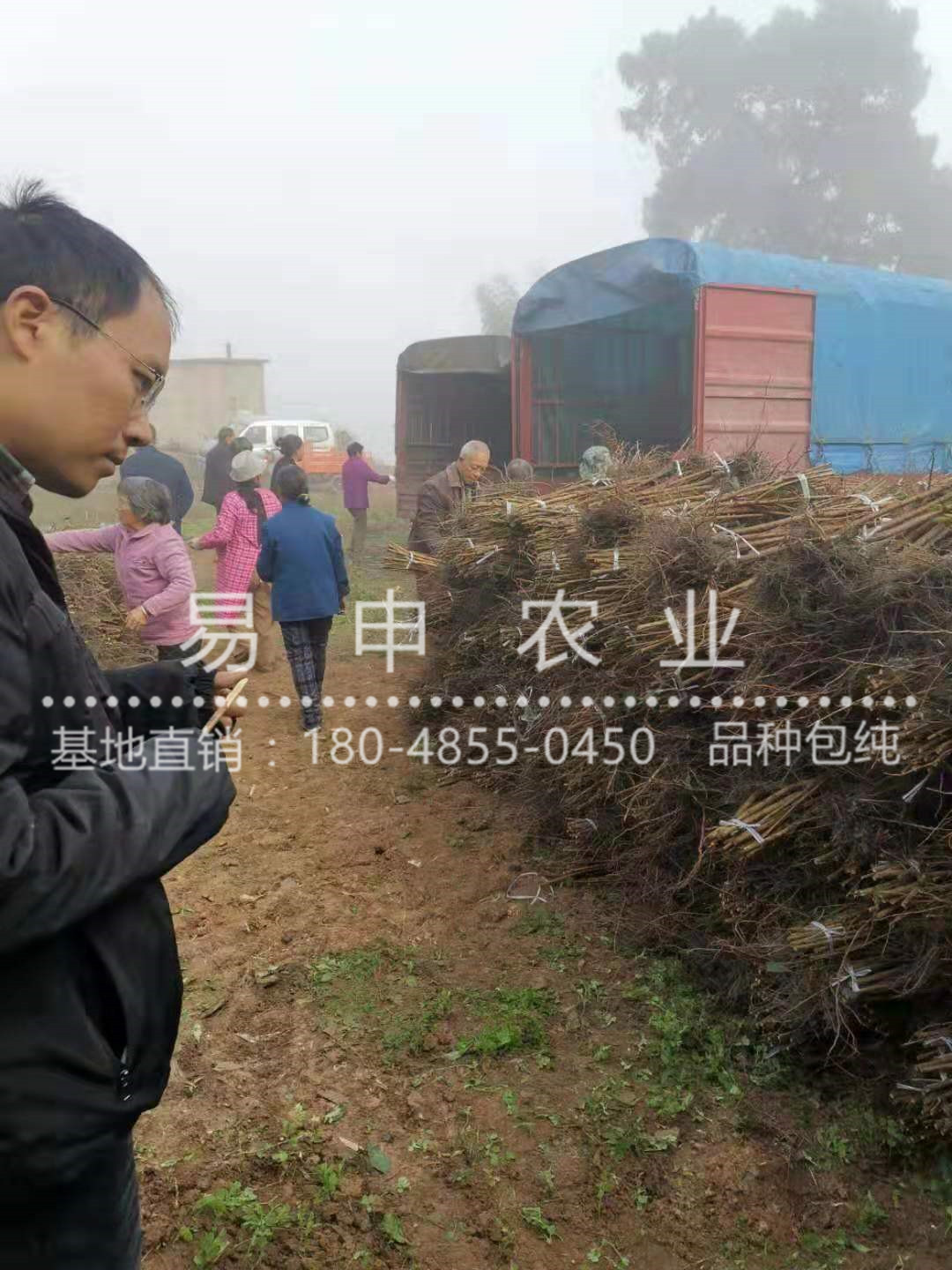 蜂糖李苗价格、迪庆蜂糖李苗批发价格